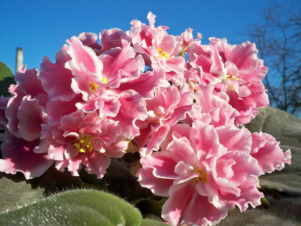 Кудряшка Сью